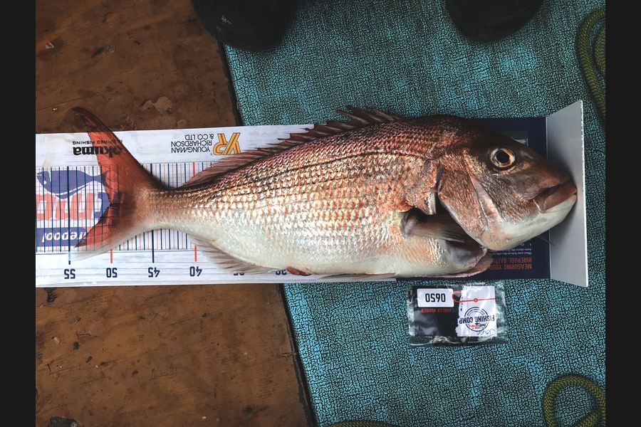 Joyce Tutaki caught this 50.0cm Snapper at Thames Firth  during The Export NZ Fishing Competition
