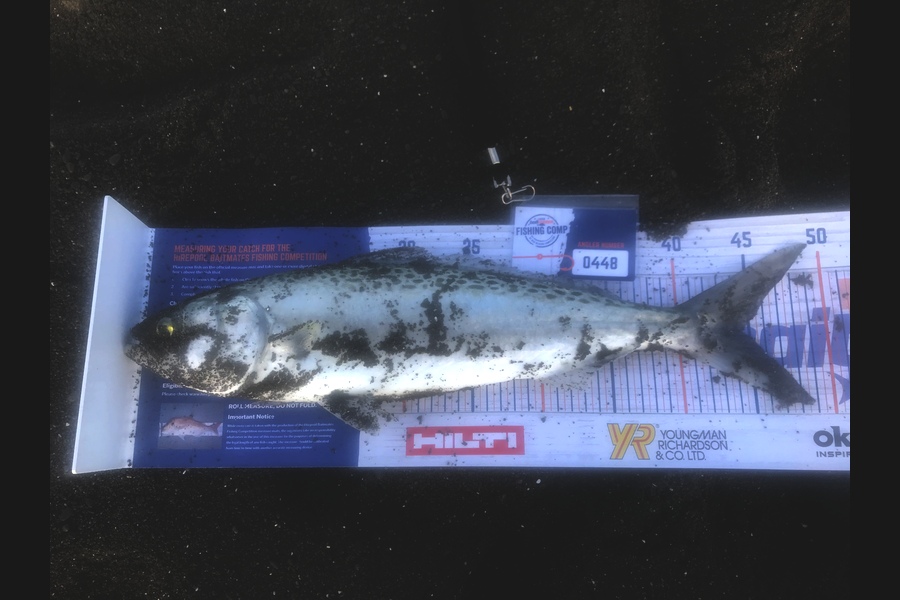 Phillip Dawick  caught this 44.5cm Kahawai at Whirinaki napier during The Export NZ Fishing Competition