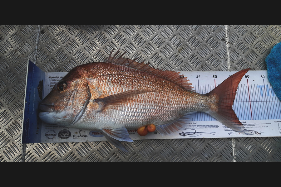 Allan Halvorson caught this 54cm Snapper at Ruakaka during The Export NZ Fishing Competition