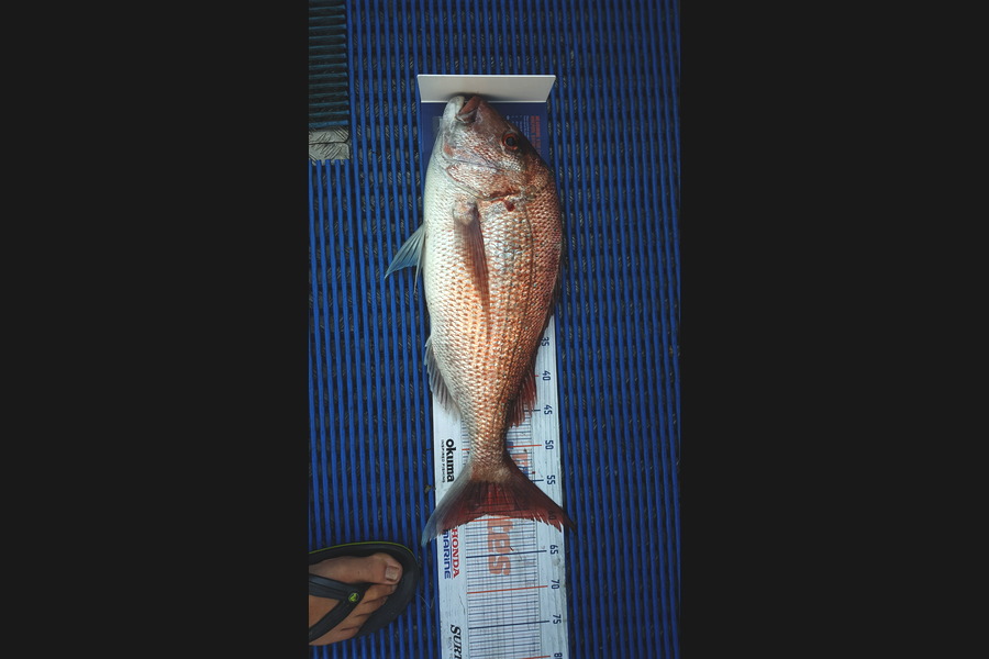 Terry Fricker caught this 59cm Snapper at Hen & Chicks during The Export NZ Fishing Competition