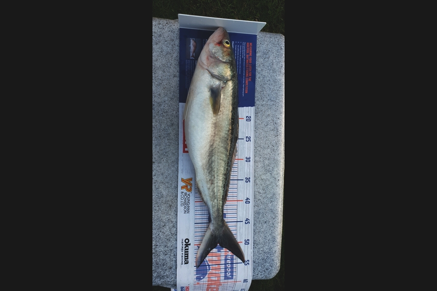 Leonie Egan caught this 49.5cm Kahawai at Mahia  during The Export NZ Fishing Competition