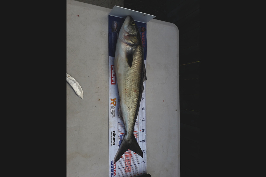 Shane Reynolds caught this 57.0cm Kahawai at Green marker.whangarei harbour during The Export NZ Fishing Competition
