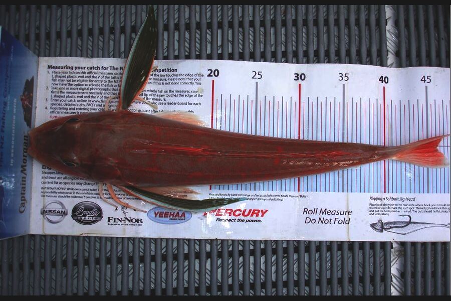 Troy Dando caught this 46.0cm Gurnard at Tasman Bay during The Export NZ Fishing Competition
