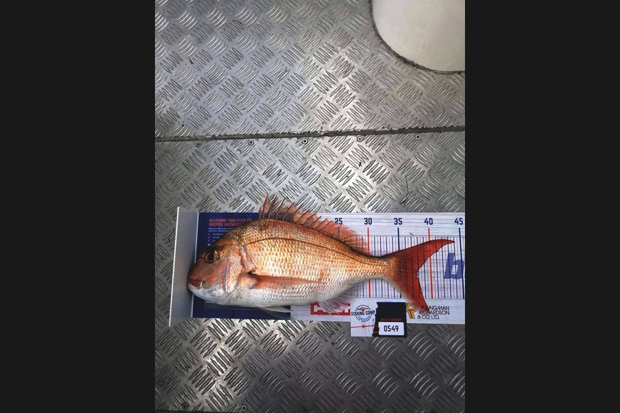 Mohi Wild caught this 37.5cm Snapper at Bay of Islands during The Export NZ Fishing Competition