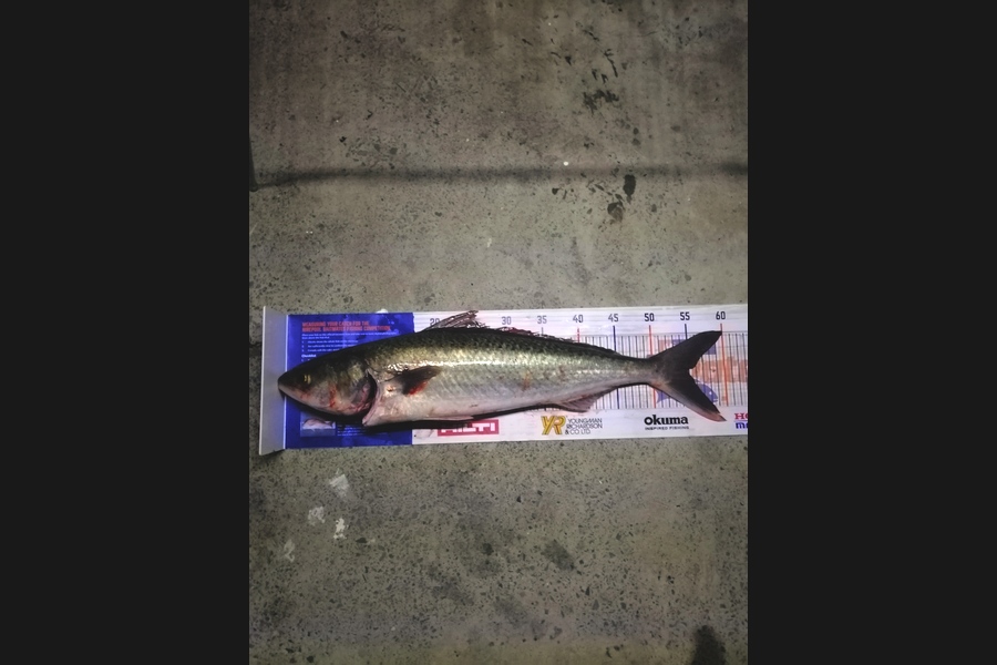 Andre Zowitzkey caught this 54.0cm Kahawai at Harbour Bridge  during The Export NZ Fishing Competition