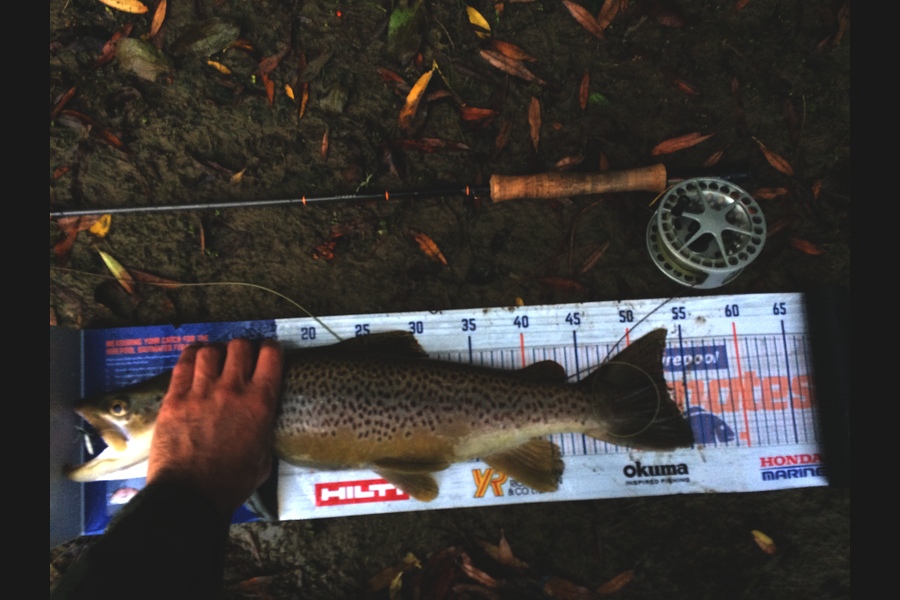 Ben Connolly caught this 52.5cm Trout at Wellington  during The Export NZ Fishing Competition
