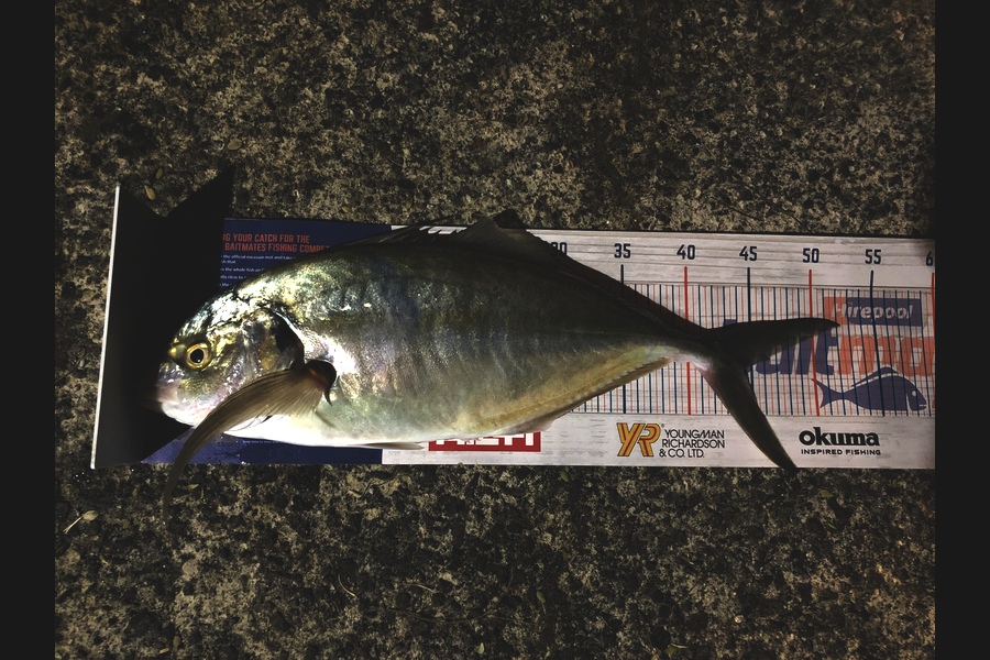 Duncan  Hammon  caught this 44.5cm Trevally at Tauranga  during The Export NZ Fishing Competition