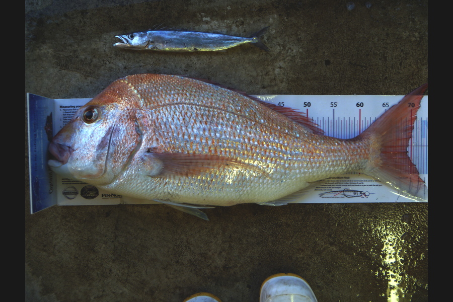 Owen Wills caught this 69.0cm Snapper at coromandel during The Export NZ Fishing Competition