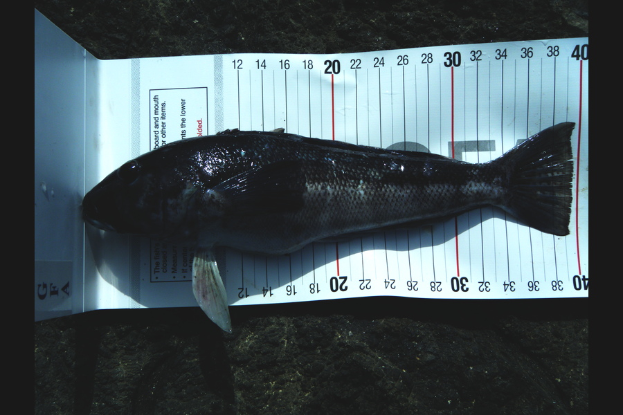 Brenton Cumberpatch caught this 39.0cm Blue Cod at East Cape during The Export NZ Fishing Competition