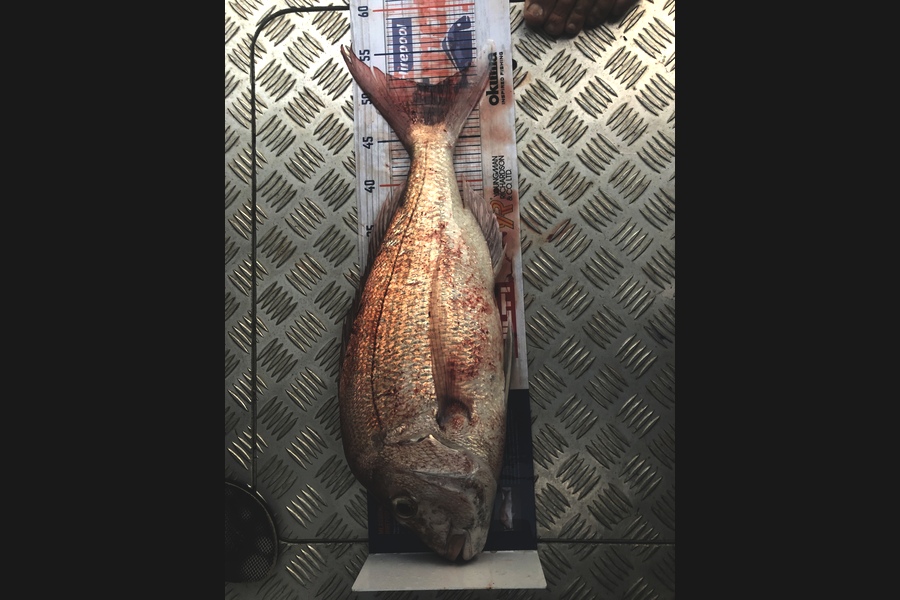 Clinton Barnes caught this 51.0cm Snapper at Kawau during The Export NZ Fishing Competition