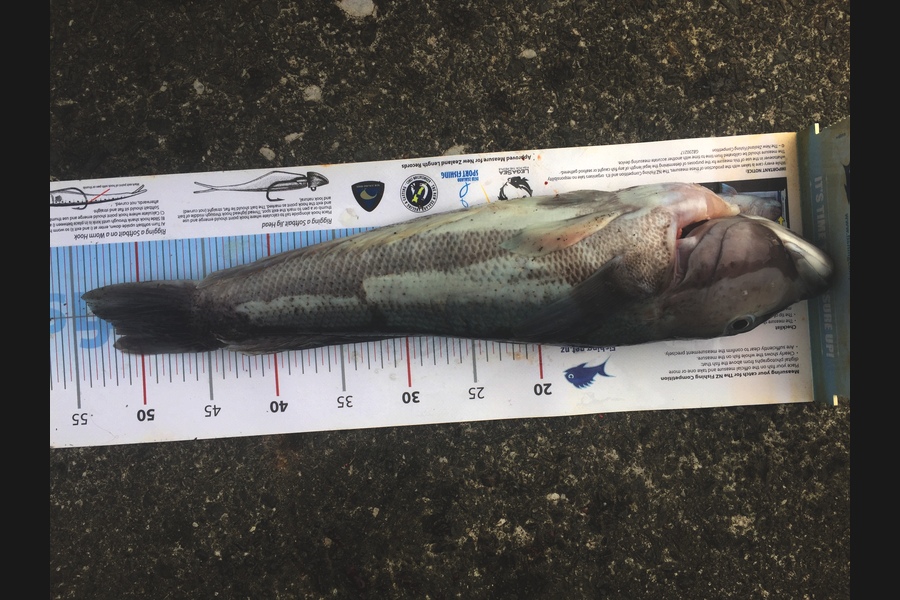Scott Marriott caught this 52.0cm Blue Cod at South coast  during The Export NZ Fishing Competition
