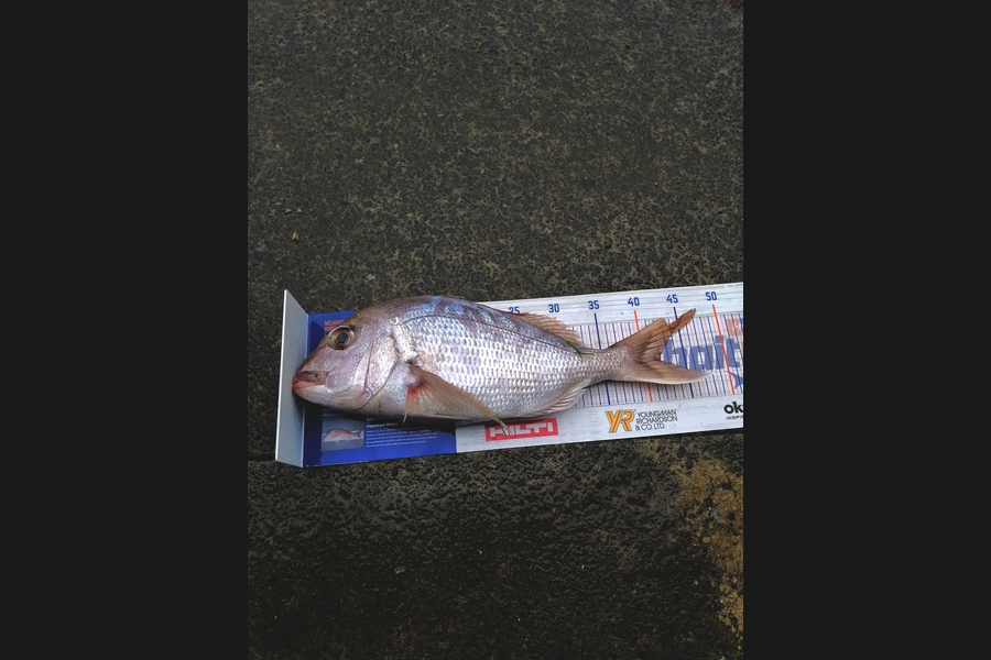 Andre Zowitzkey caught this 41.5cm Snapper at Stanmore  during The Export NZ Fishing Competition