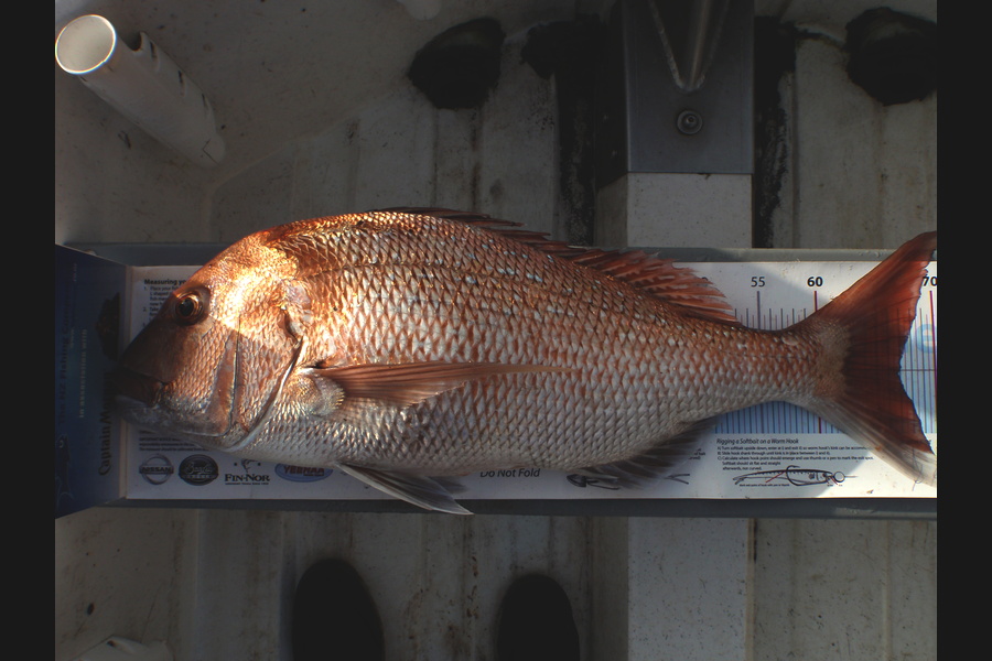 Geoff Preston caught this 67.0cm Snapper at Mokau during The Export NZ Fishing Competition