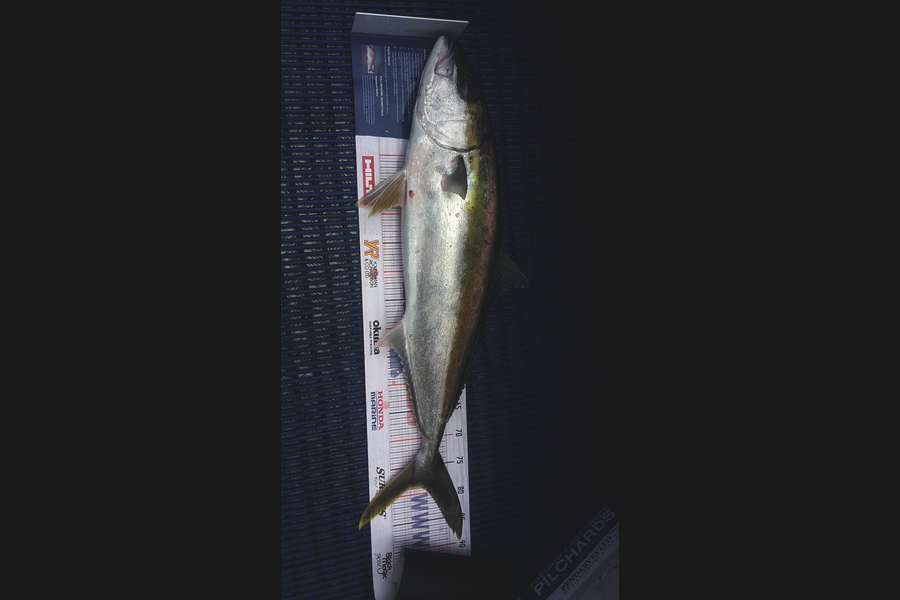 Terry Tanga caught this 79.0cm Kingfish at FirthThames during The Export NZ Fishing Competition