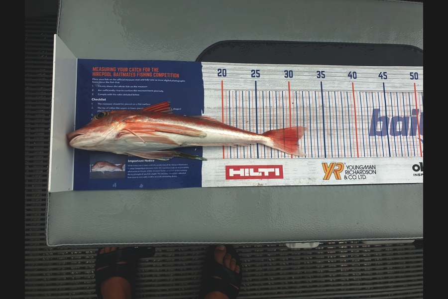 Richard Gardiner caught this 30.5cm Gurnard at Coromandel during The Export NZ Fishing Competition