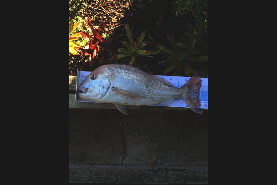 Peter Maurice caught this 79.0cm Snapper at Doubtless Bay during The Export NZ Fishing Competition