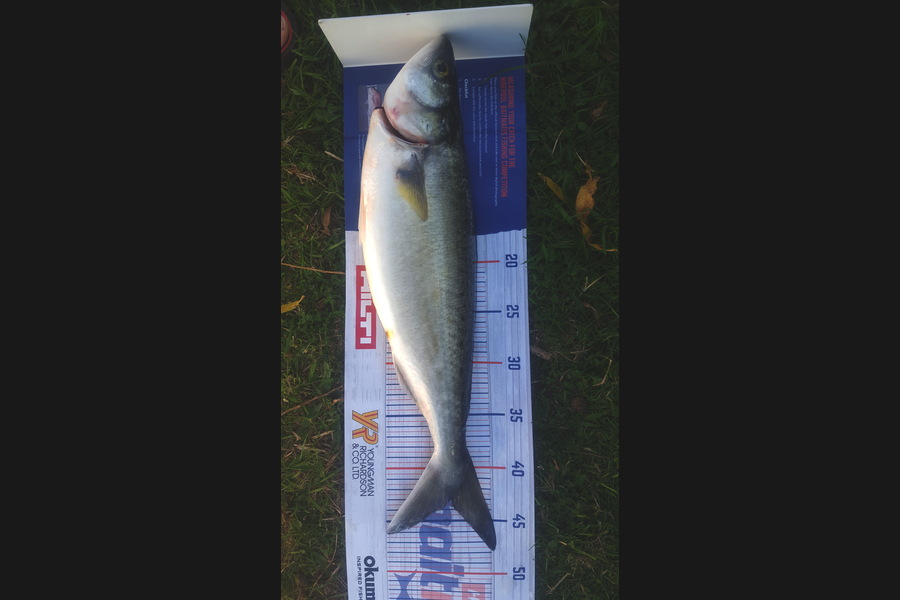 adam Van gelder caught this 42.0cm Kahawai at Marlborough sounds during The Export NZ Fishing Competition