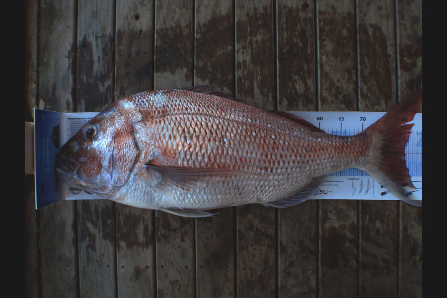 Mick Preston caught this 80.0cm Snapper at Mokau during The Export NZ Fishing Competition