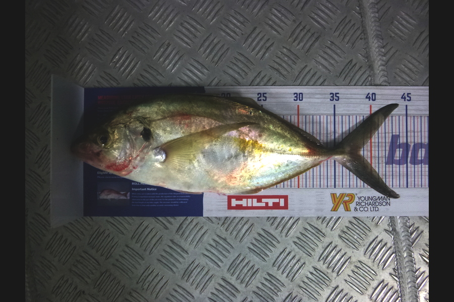 Gail Rosevear caught this 38.5cm Trevally at Matata, B.O.P during The Export NZ Fishing Competition
