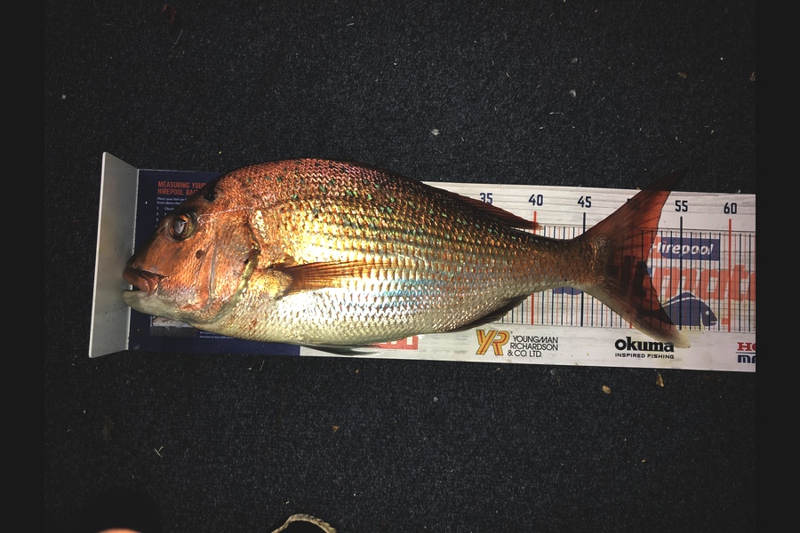 Elliot Gordon caught this 51cm Snapper at Tauranga  during The Export NZ Fishing Competition