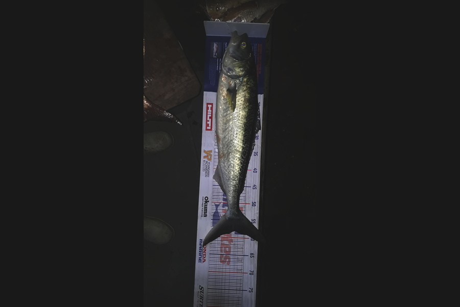 Rene Crouch caught this 58.0cm Kahawai at Coromandel  during The Export NZ Fishing Competition
