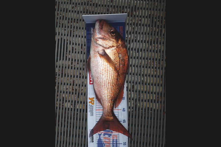 Gary Williamson caught this 48.5cm Snapper at Whangamata  during The Export NZ Fishing Competition
