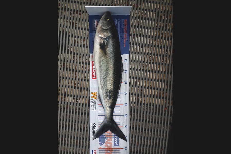 Gary Williamson caught this 51.5cm Kahawai at Whangamata  during The Export NZ Fishing Competition