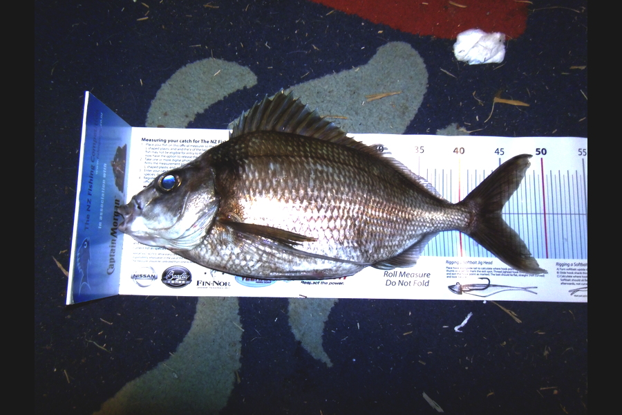 Caleb Lambert caught this 45.0cm Tarakihi at Kumera Patch during The Export NZ Fishing Competition