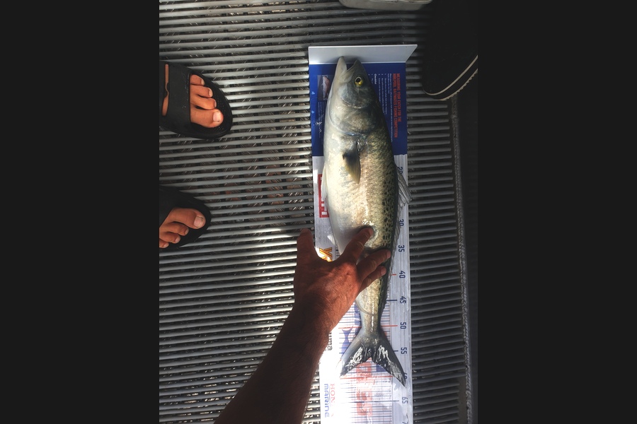 Richard Gardiner caught this 56.0cm Kahawai at Coromandel during The Export NZ Fishing Competition