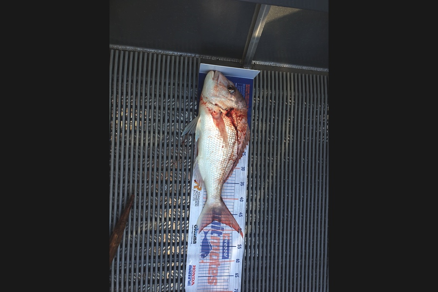 Richard Gardiner caught this 47.0cm Snapper at Coromandel during The Export NZ Fishing Competition
