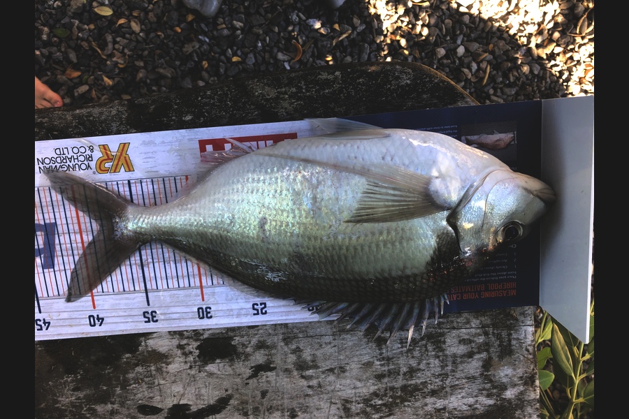 paul jackson caught this 38.0cm Tarakihi at Akitio during The Export NZ Fishing Competition