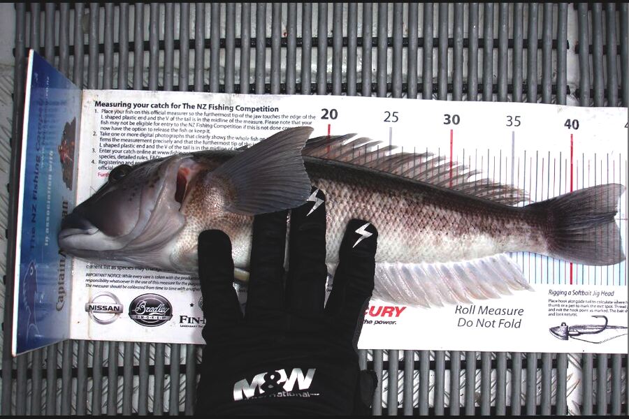 Troy Dando caught this 43.5cm Blue Cod at Durville Island during The Export NZ Fishing Competition