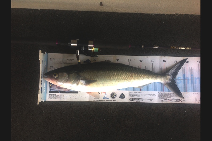 Stephen Hart  caught this 54.5cm Kahawai at Bowentown during The Export NZ Fishing Competition