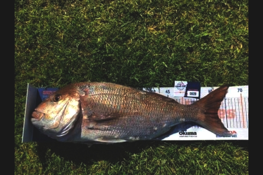 Nick Schwarzer caught this 62.0cm Snapper at Raus during The Export NZ Fishing Competition