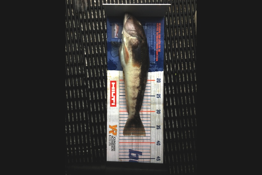 Ricky  WiRepa caught this 37.5cm Blue Cod at Marlborough  during The Export NZ Fishing Competition
