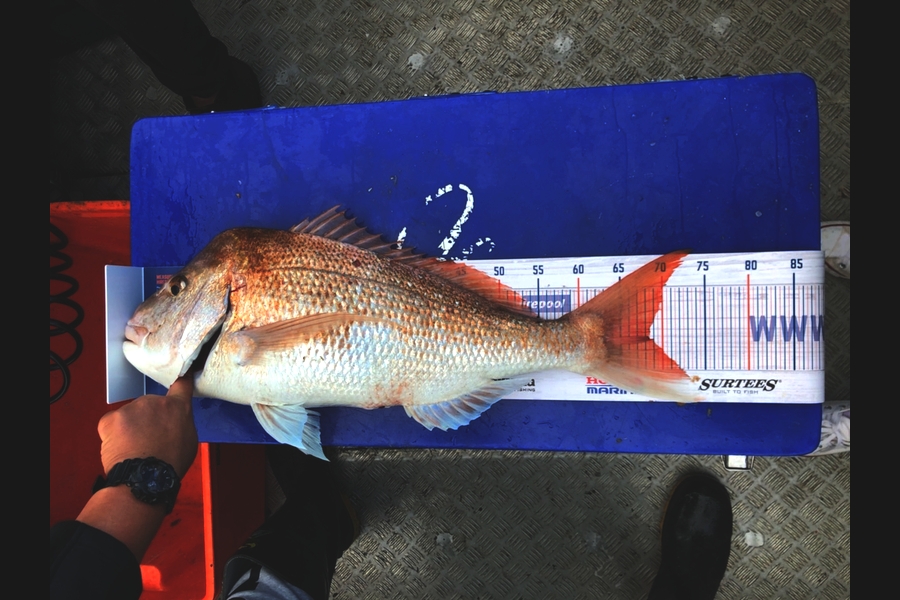 Shawn Robin caught this 68.0cm Snapper at Thames coast during The Export NZ Fishing Competition