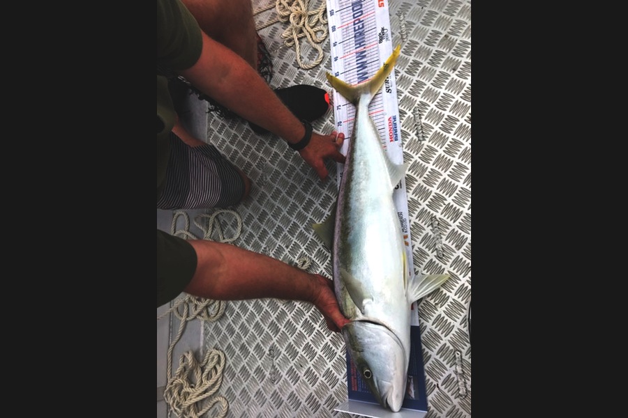 Steve Archer caught this 79cm Kingfish at Spot X behind Tiri during The Export NZ Fishing Competition