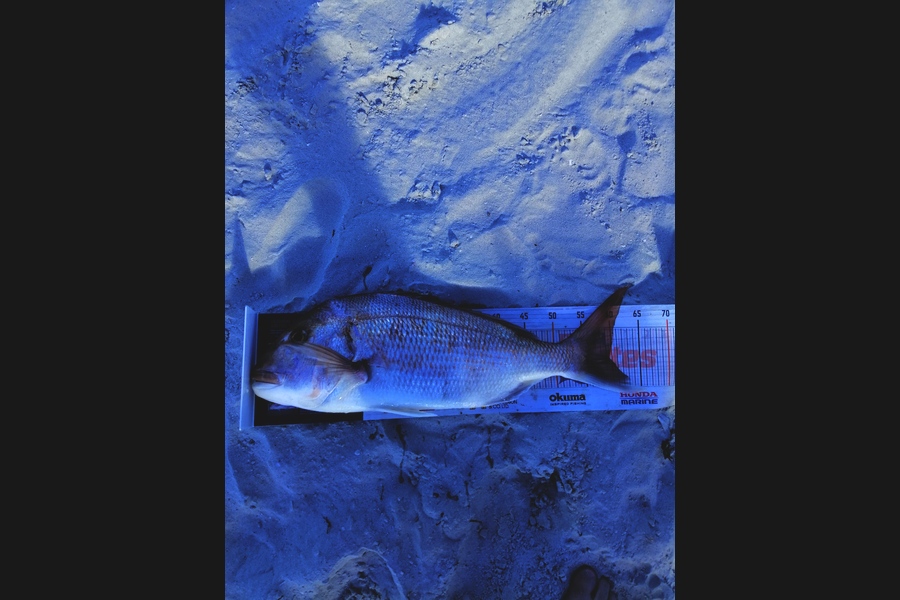Andre Zowitzkey caught this 59.5cm Snapper at 90mile  during The Export NZ Fishing Competition