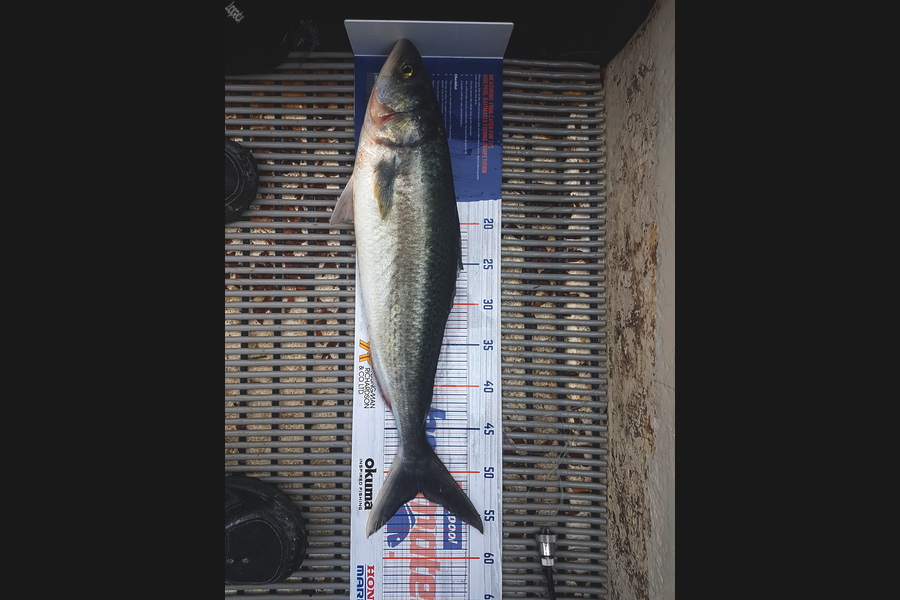 Gary Williamson caught this 52cm Kahawai at Whangamata during The Export NZ Fishing Competition