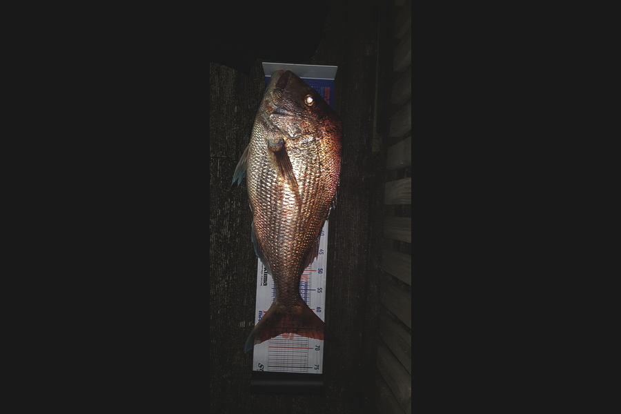 Scott Campbell caught this 66.0cm Snapper at Raumati during The Export NZ Fishing Competition