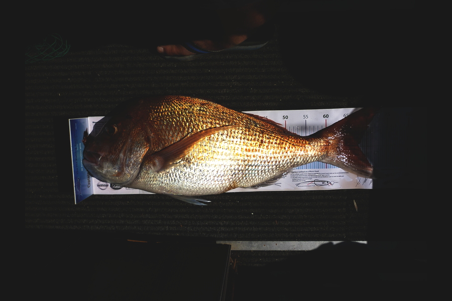 Darren Jones caught this 68.0cm Snapper at Papamoa during The Export NZ Fishing Competition