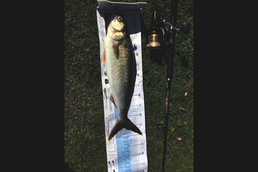 Shane Bell caught this 55.5cm Kahawai at Long bay coromandel  during The Export NZ Fishing Competition