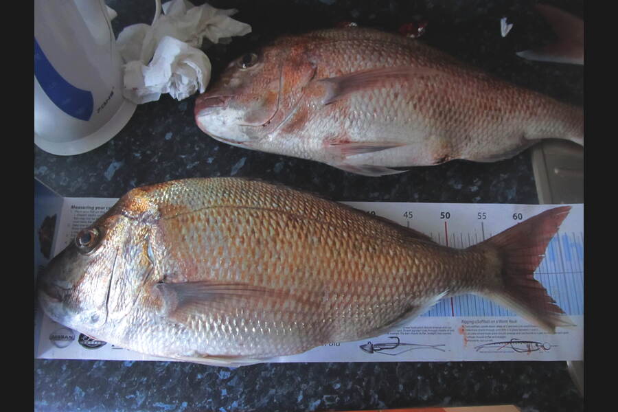 Anthony Murray caught this 61.0cm Snapper at Wellington Harbour during The Export NZ Fishing Competition