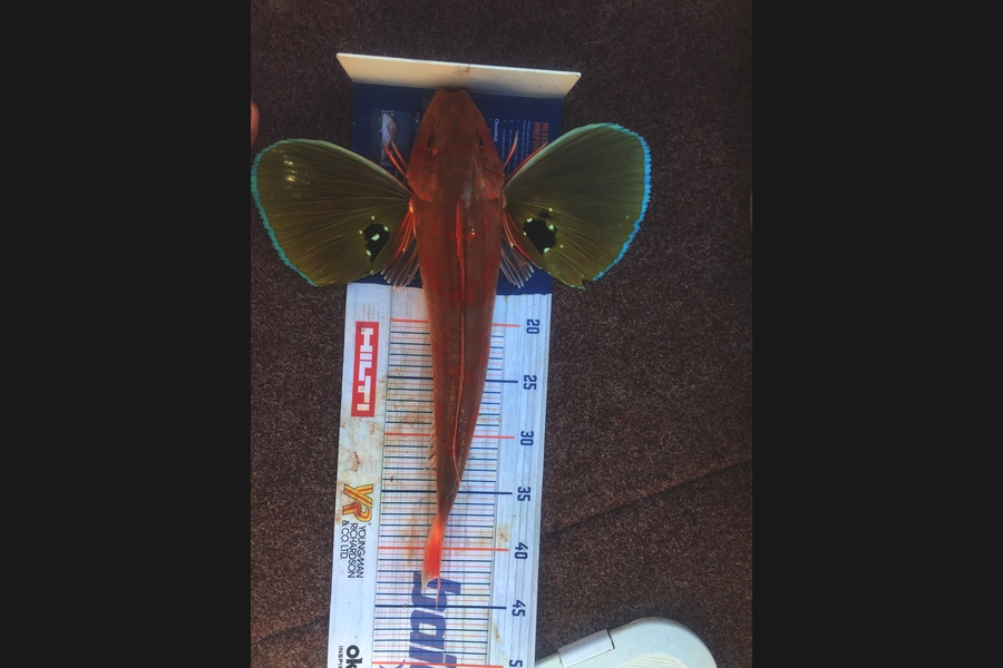 Deon Kumm caught this 42.5cm Gurnard at Off the port of Taranaki  during The Export NZ Fishing Competition
