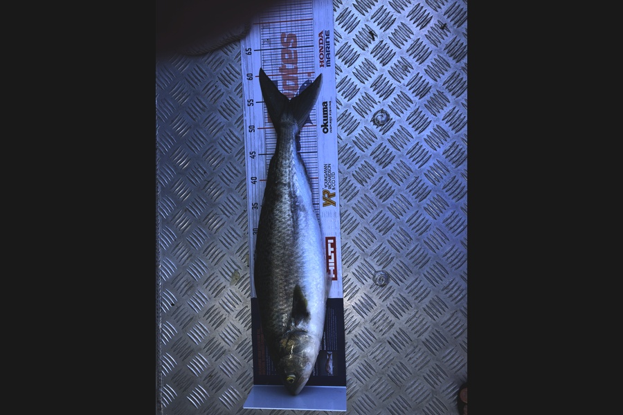 Greg Watkins caught this 54.5cm Kahawai at Outer gulf during The Export NZ Fishing Competition