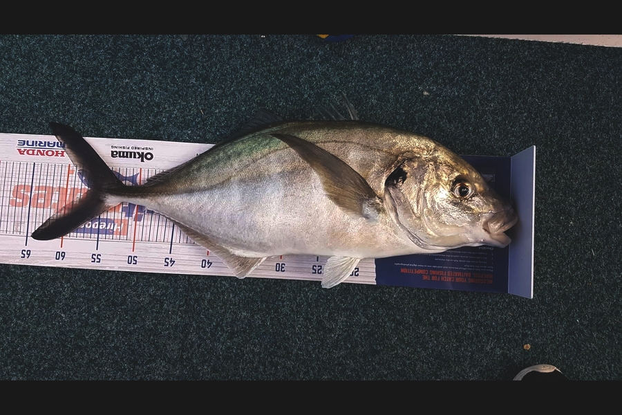Duncan  johnson caught this 56.5cm Trevally at Tauranga during The Export NZ Fishing Competition