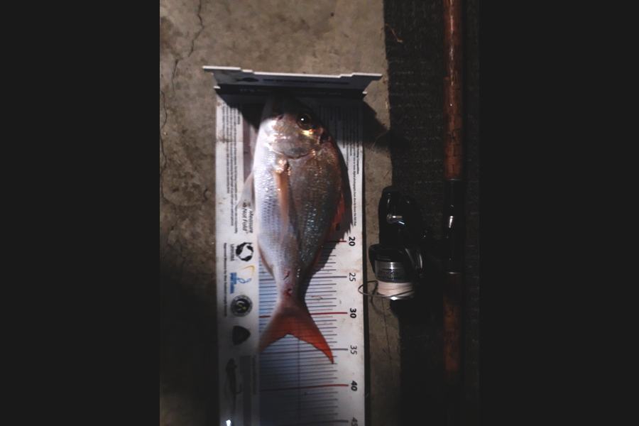 Steven Jameson caught this 32.5cm Snapper at Ponui during The Export NZ Fishing Competition