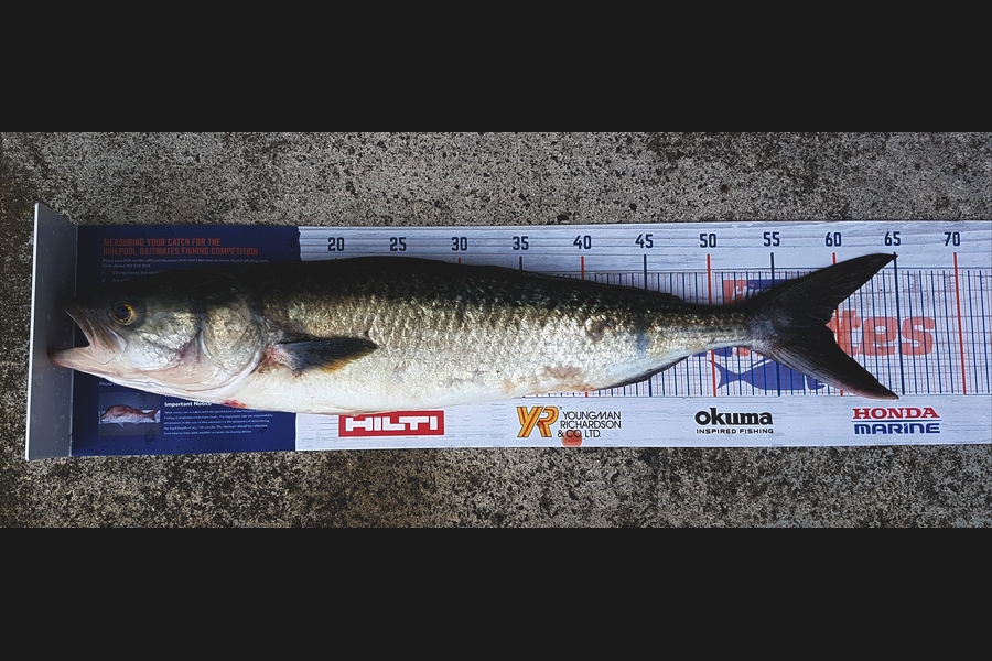 Antz Morgan caught this 59.0cm Kahawai at Fantail Bay during The Export NZ Fishing Competition