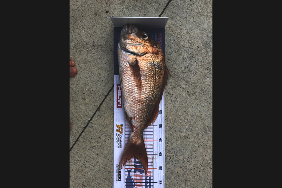 Vaughan Holdt caught this 45cm Snapper at Kaiaua during The Export NZ Fishing Competition