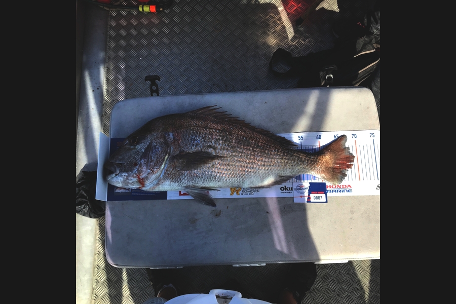 Steve  Varley caught this 68.5cm Snapper at Whangarei during The Export NZ Fishing Competition